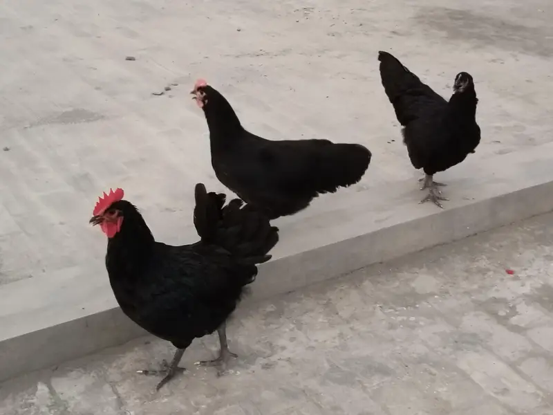 Australorp heritage — photo 4