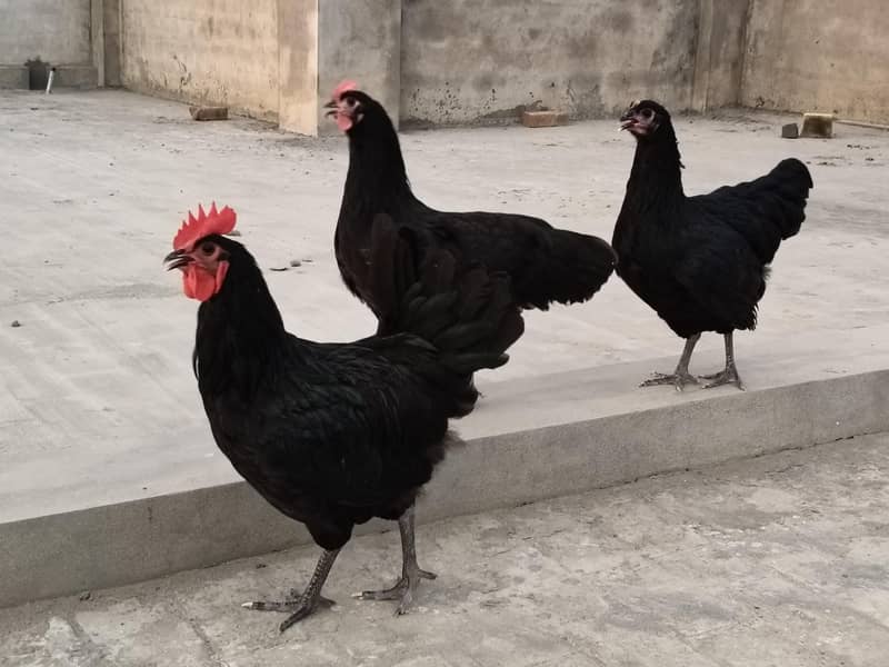 Australorp heritage 4