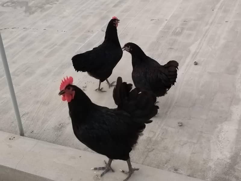 Australorp heritage 5