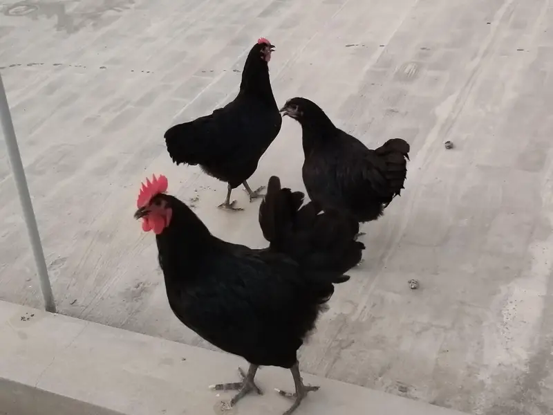 Australorp heritage — photo 6