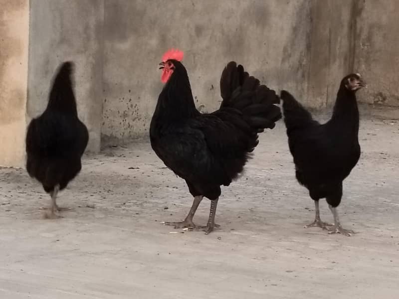 Australorp heritage 6