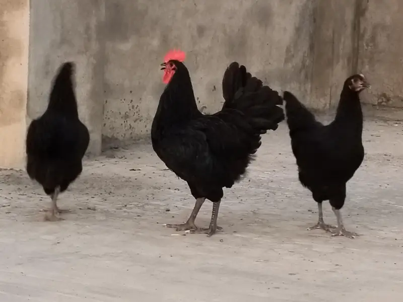 Australorp heritage — photo 7