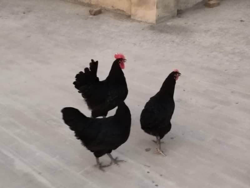 Australorp heritage 7