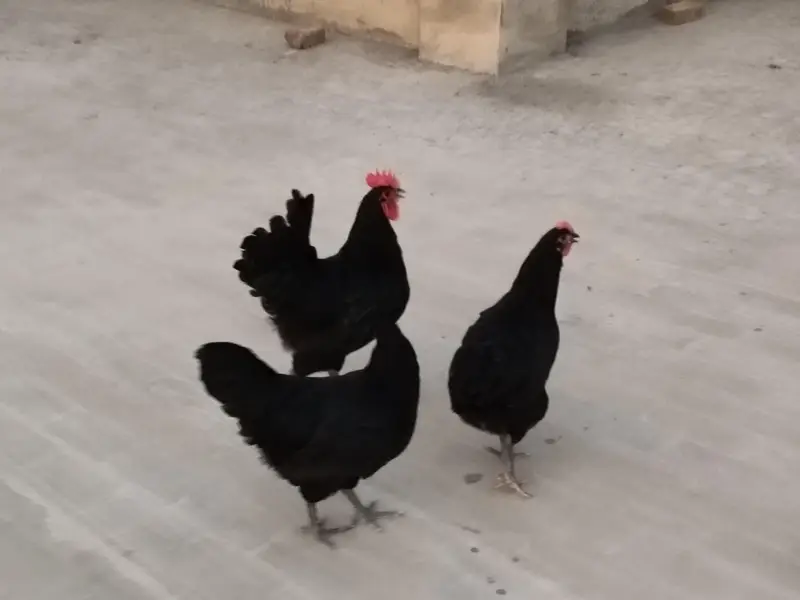Australorp heritage — photo 8