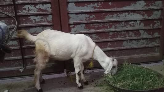 bakar 5 month ka or bakrii 1 mont Kii pergnent rabta num   03463108324