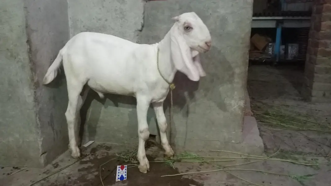 bakar 5 month ka or bakrii 1 mont Kii pergnent rabta num   03463108324 — photo 3
