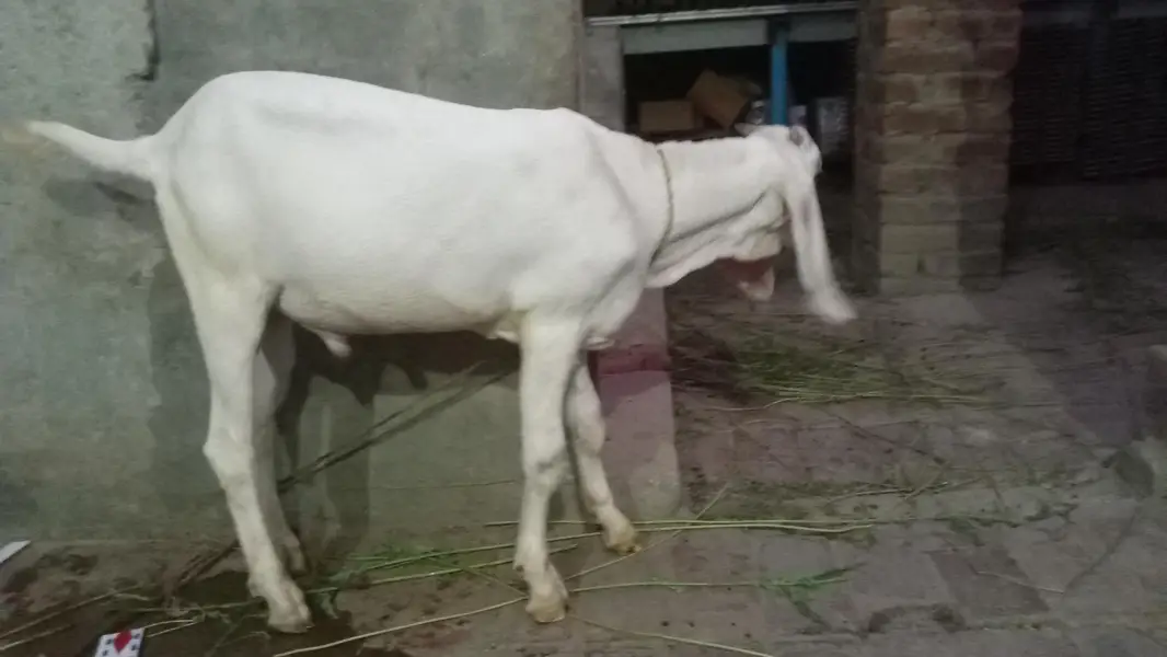 bakar 5 month ka or bakrii 1 mont Kii pergnent rabta num   03463108324 — photo 4