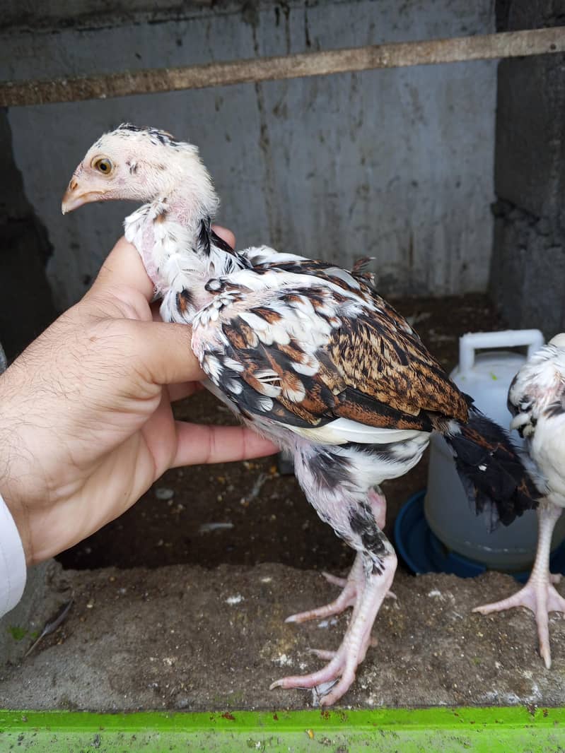 aseel chicks 0