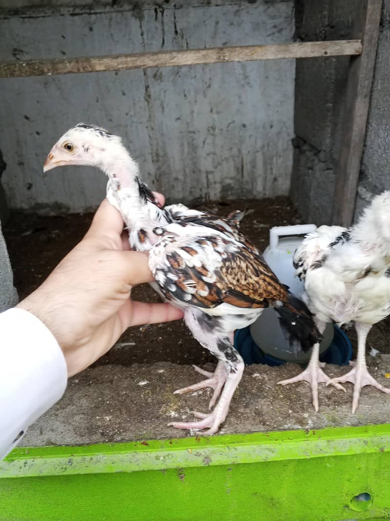aseel chicks 1