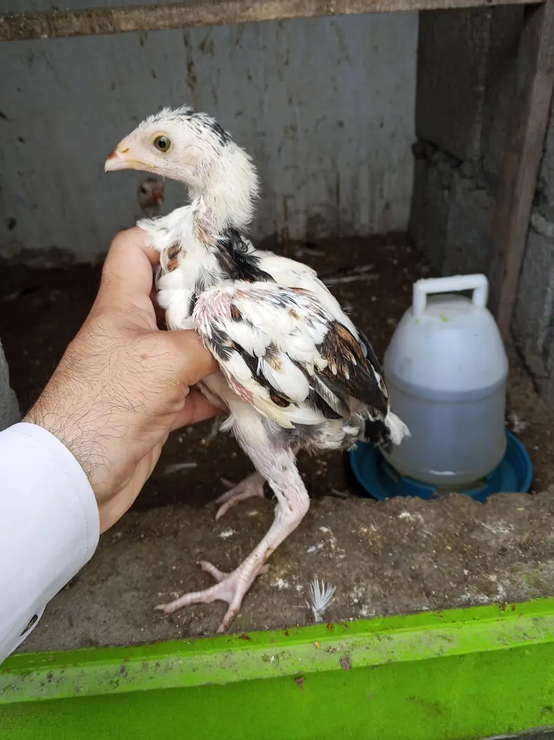 aseel chicks — photo 3