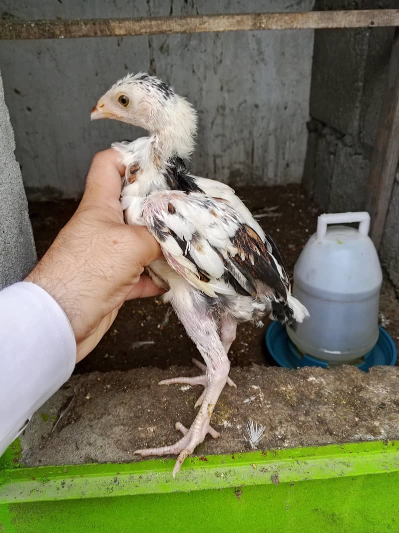 aseel chicks 3