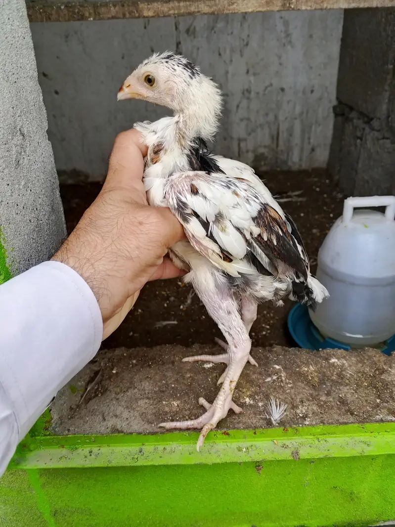 aseel chicks — photo 5