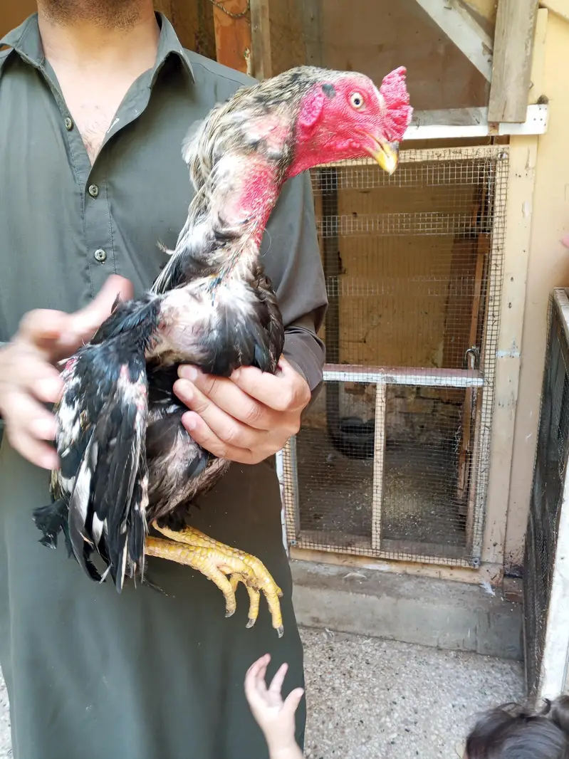 Aseel pair hens
