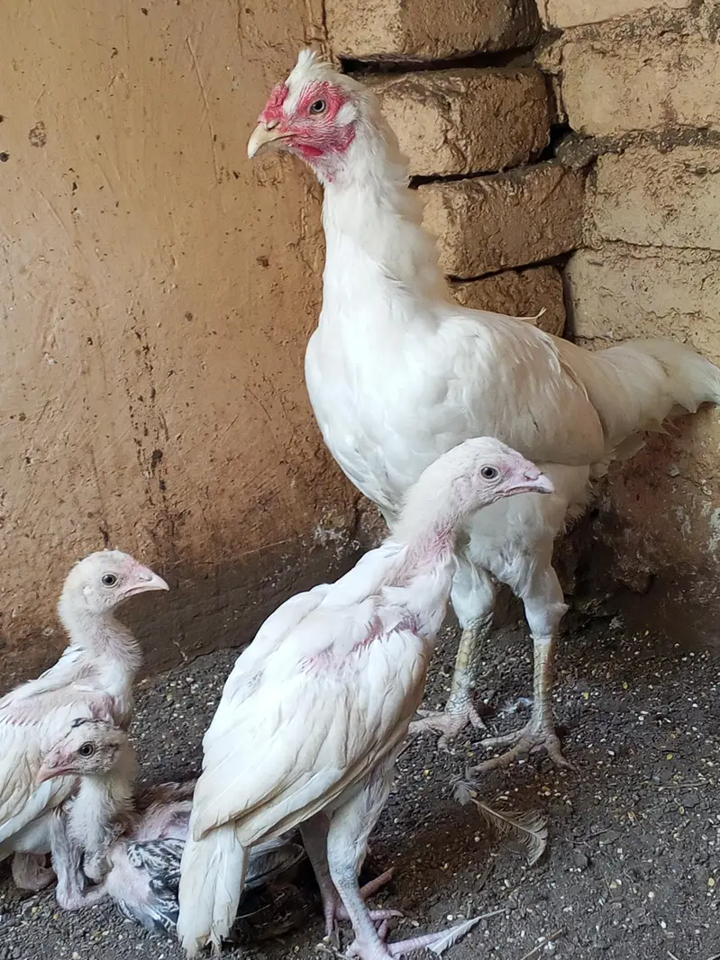 Aseel pair hens — photo 2