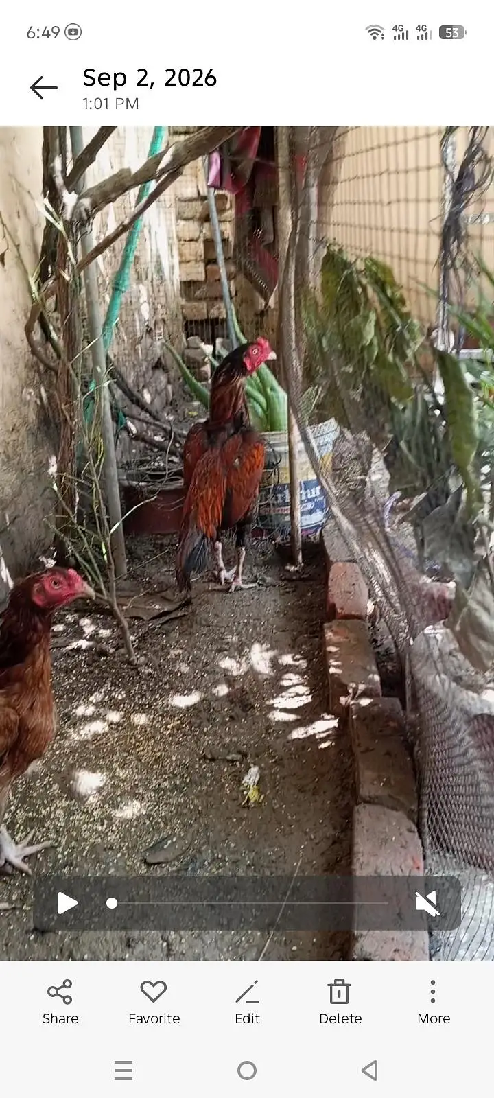 Aseel pair hens — photo 3