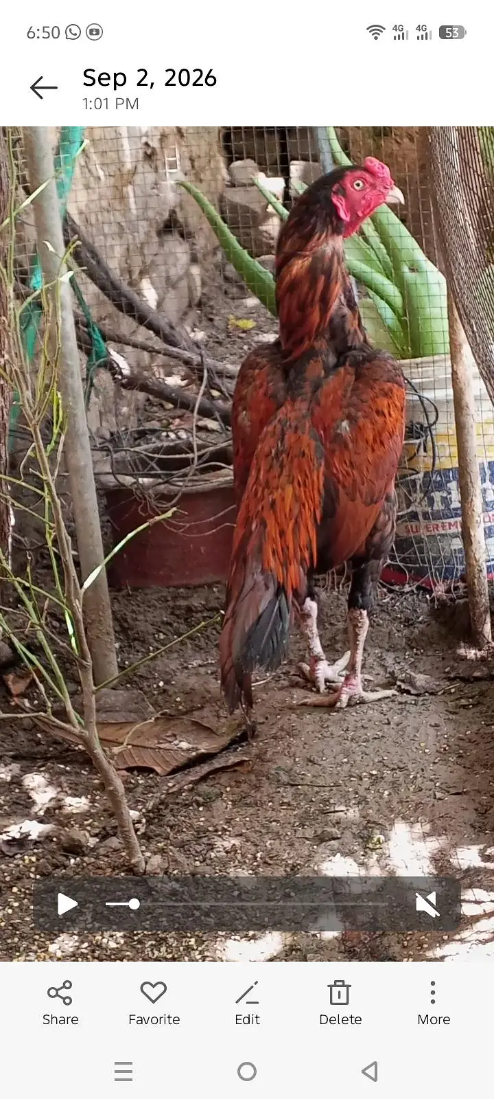 Aseel pair hens — photo 4