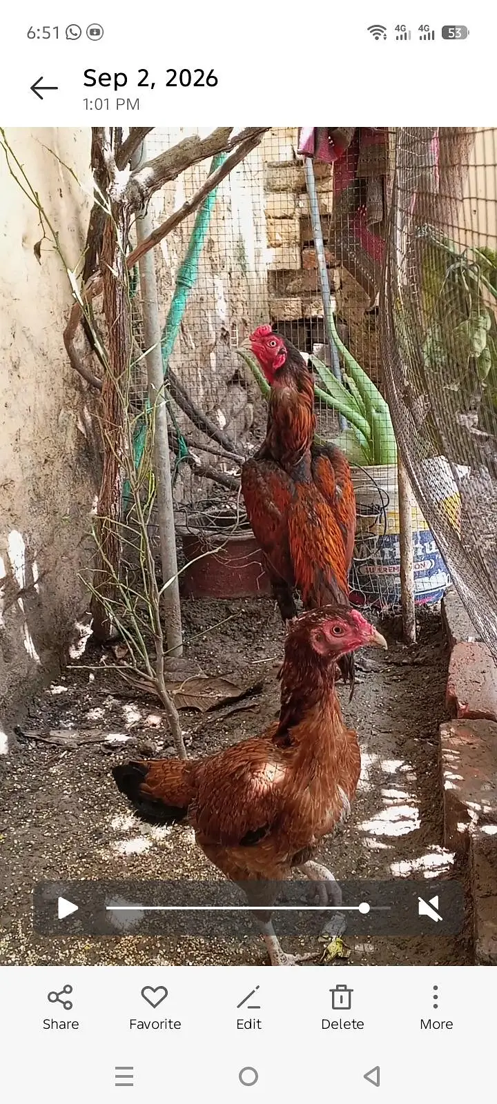 Aseel pair hens — photo 5