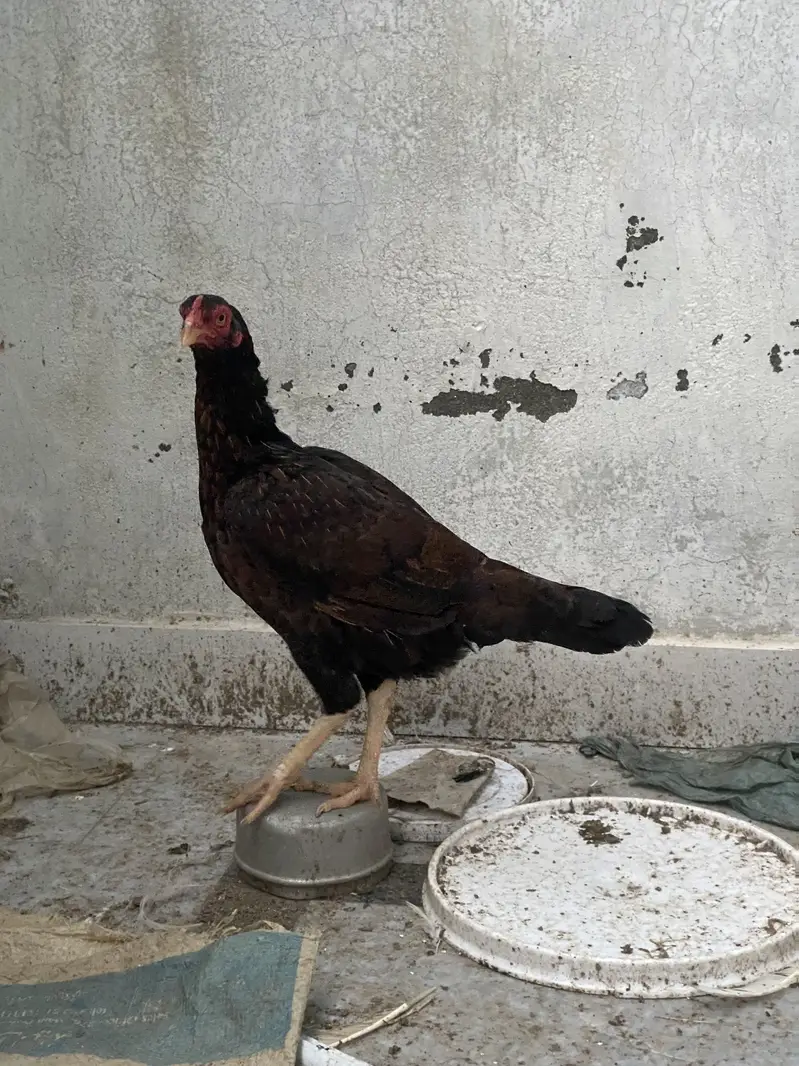 White cochin exchange possible — photo 7