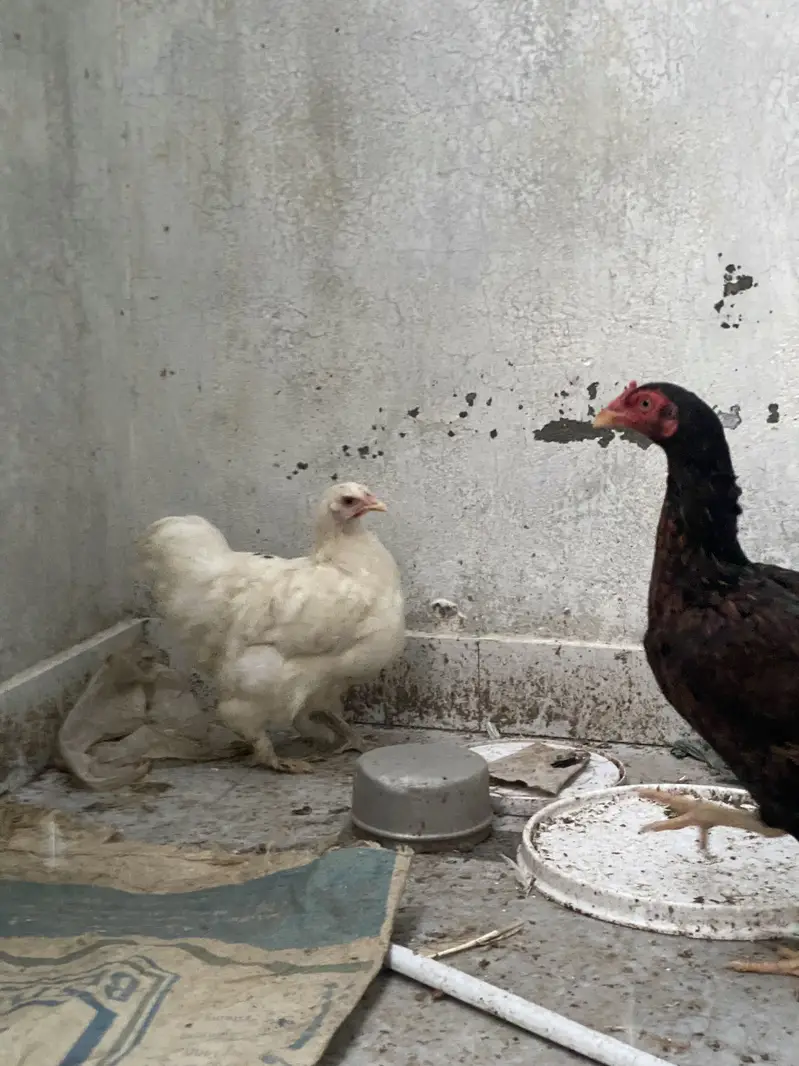 White cochin exchange possible — photo 10