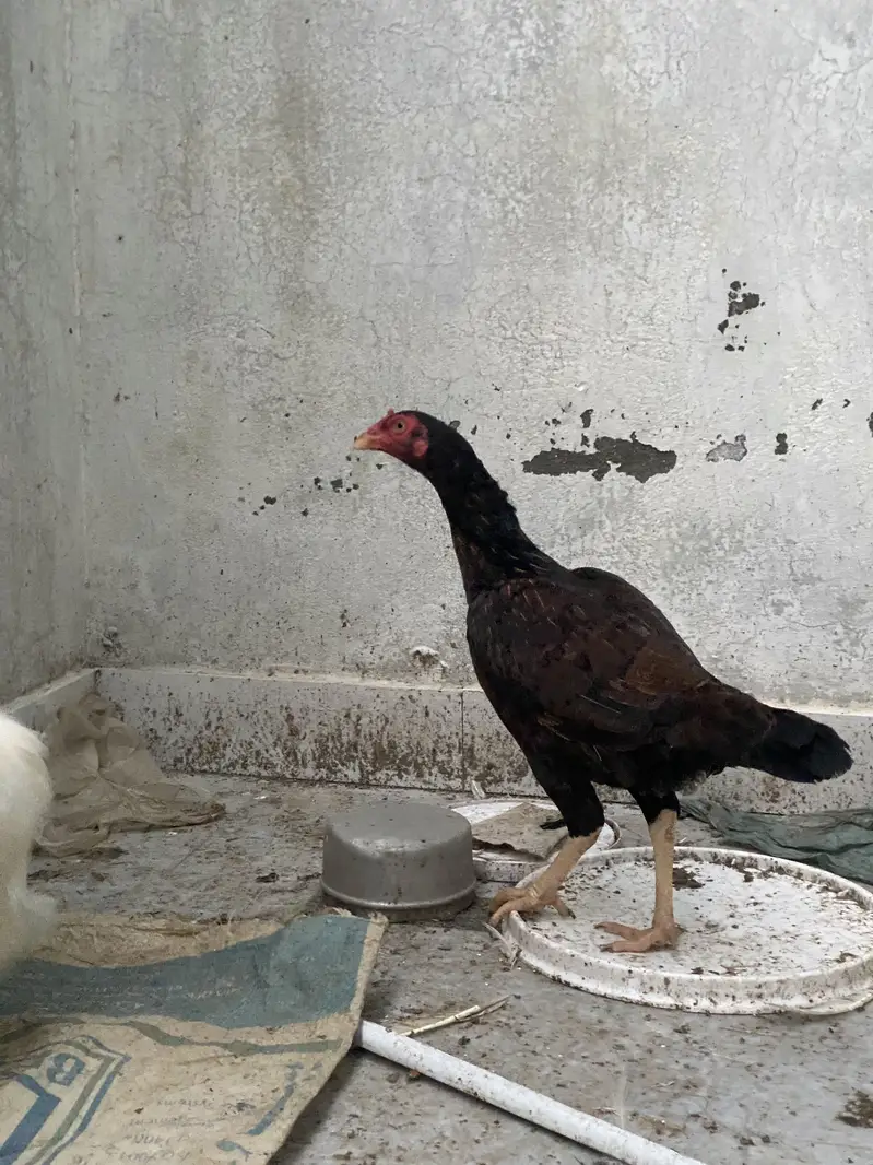 White cochin exchange possible — photo 11