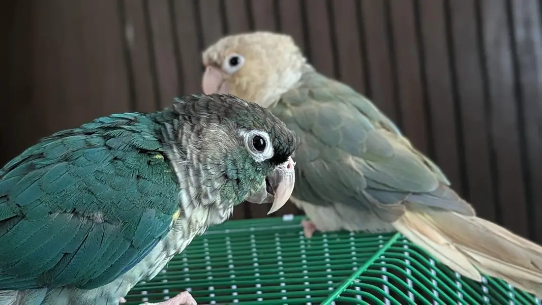 Hand tamed 0-Bite | Monks, Ringnecks, Sun Conures, Kashmiri Pahari Etc — photo 7