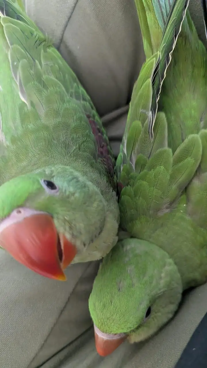Hand tamed 0-Bite | Monks, Ringnecks, Sun Conures, Kashmiri Pahari Etc — photo 8