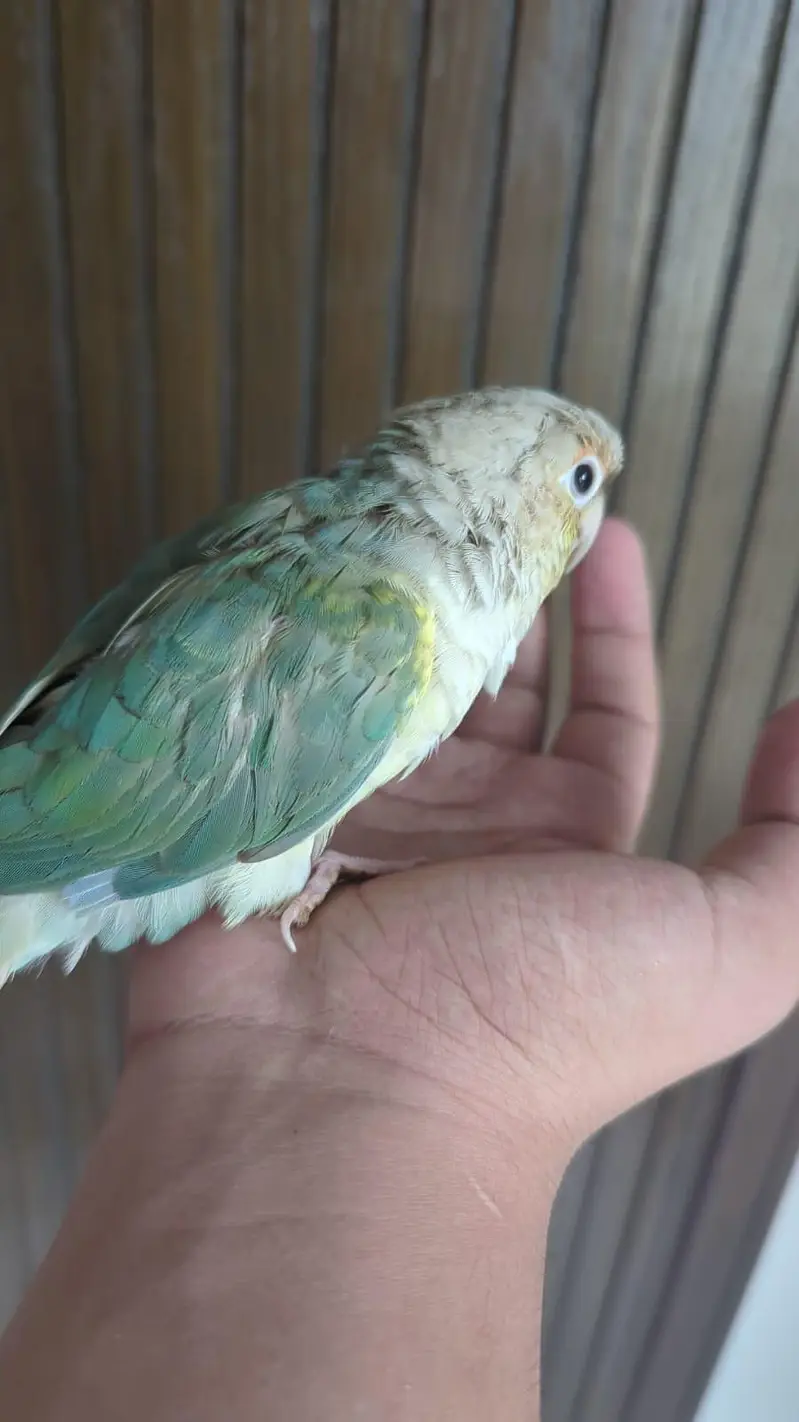 Hand tamed 0-Bite | Monks, Ringnecks, Sun Conures, Kashmiri Pahari Etc — photo 11
