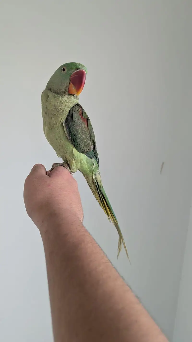 Hand tamed 0-Bite | Monks, Ringnecks, Sun Conures, Kashmiri Pahari Etc — photo 12