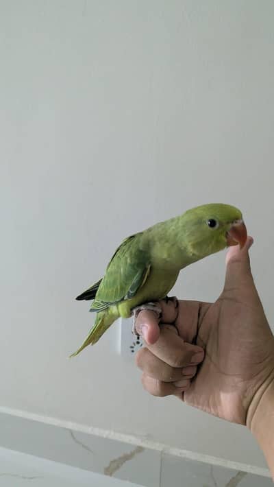 Hand tamed 0-Bite | Monks, Ringnecks, Sun Conures, Kashmiri Pahari Etc