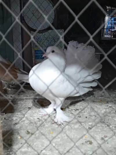 Breeder pair 1 pic prize 800 whattsapp 03047808327
