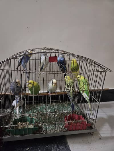 Budgie Australian Parrots