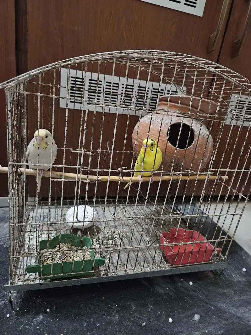Budgie Australian Parrots — photo 2