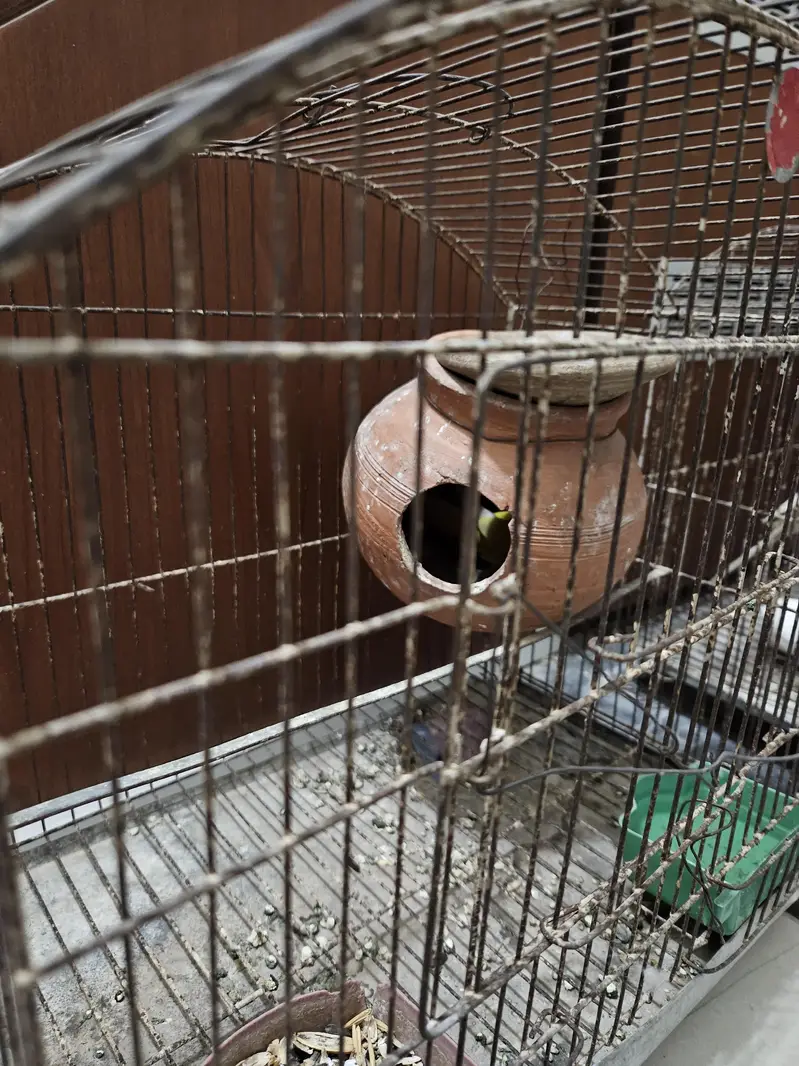 Budgie Australian Parrots — photo 3