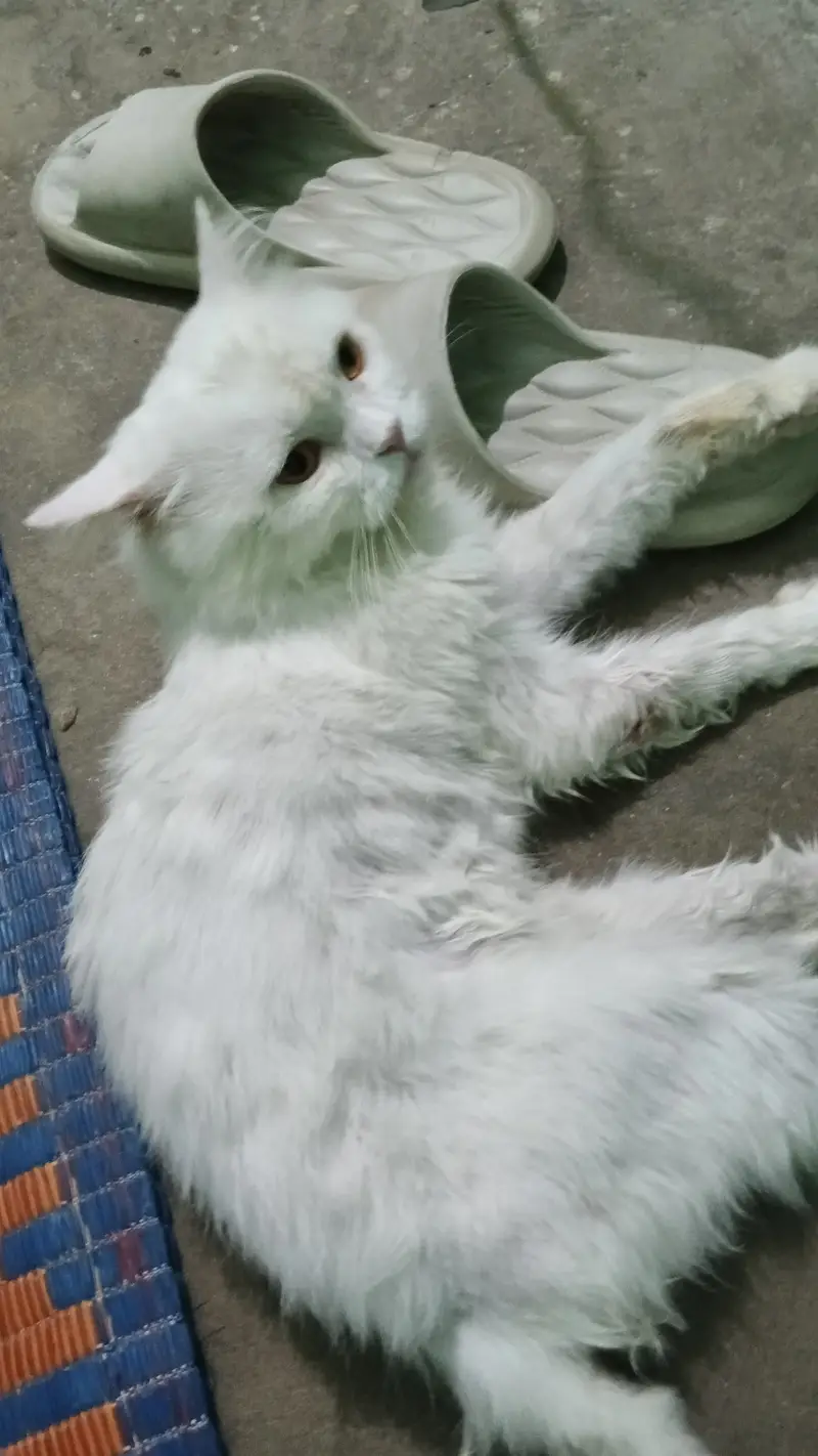 Persian White male — photo 2