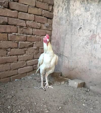 Aseel heera murga