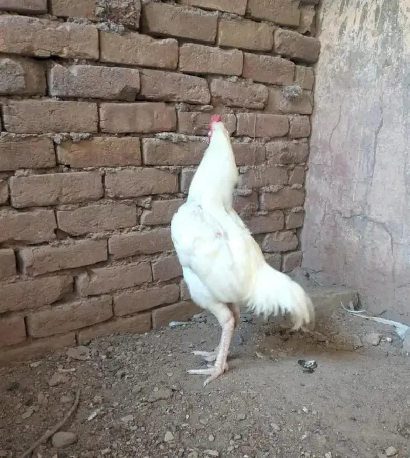 Aseel heera murga — photo 2