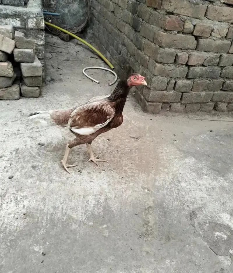 Aseel heera murga — photo 4