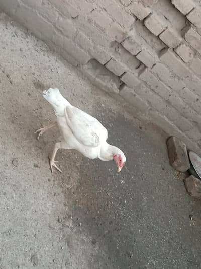 Heera