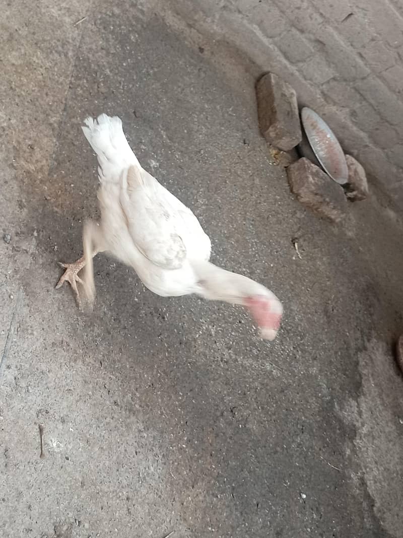 Heera 2