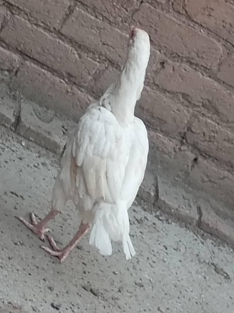 Heera 3