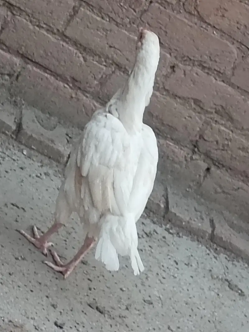 Heera — photo 4