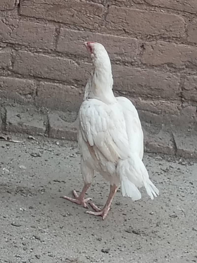 Heera 4