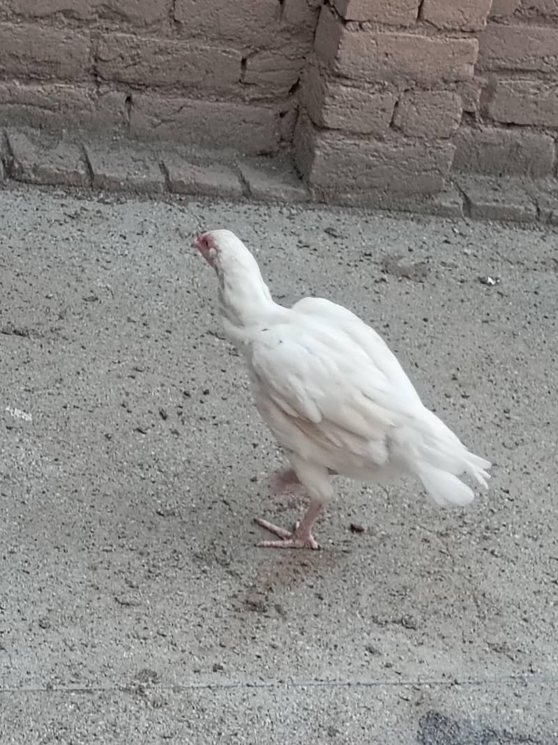 Heera 5