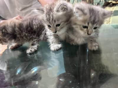 Persian cats