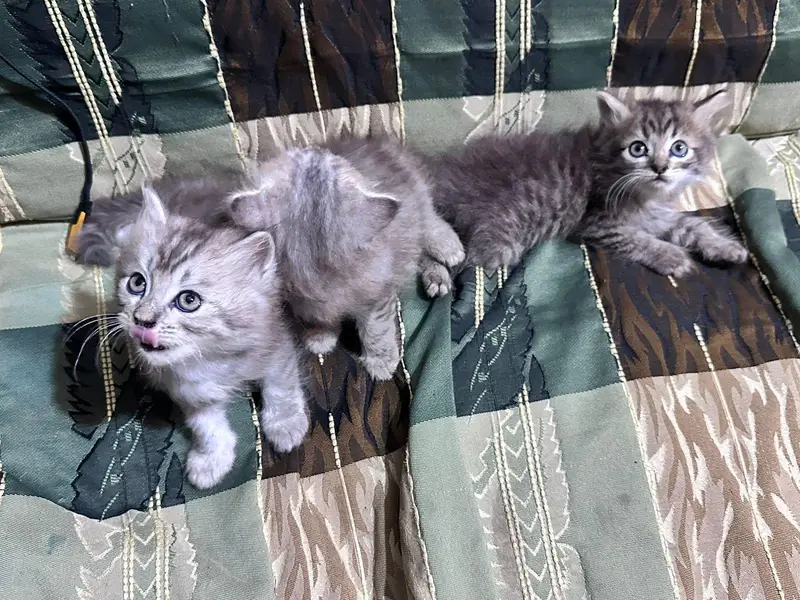 Persian cats — photo 2
