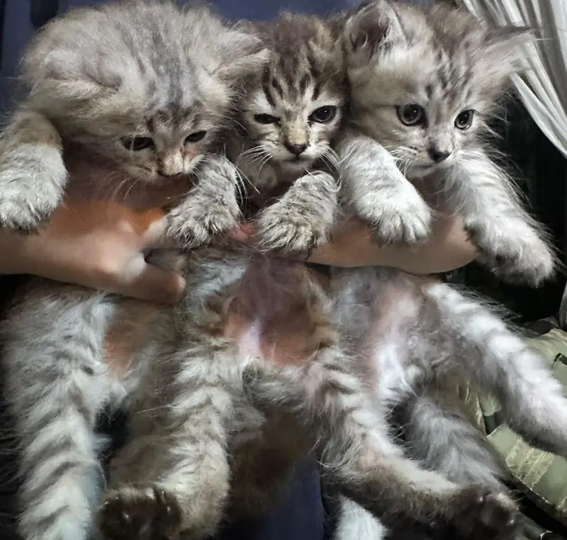 Persian cats — photo 3