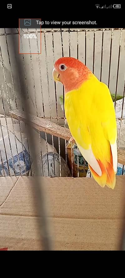 rozicoli red hood opline female and cage forsell