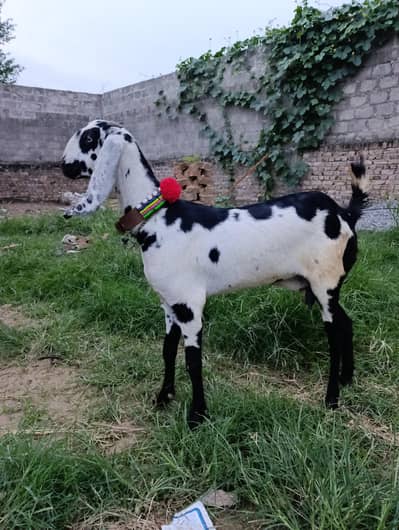 Gaban Path for sale