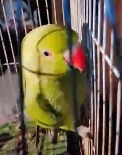 green ringneck & conure . . 03703987197
