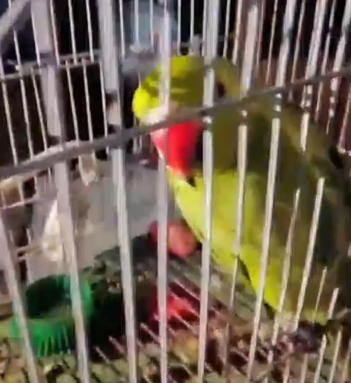 green ringneck & conure . . 03703987197 — photo 2
